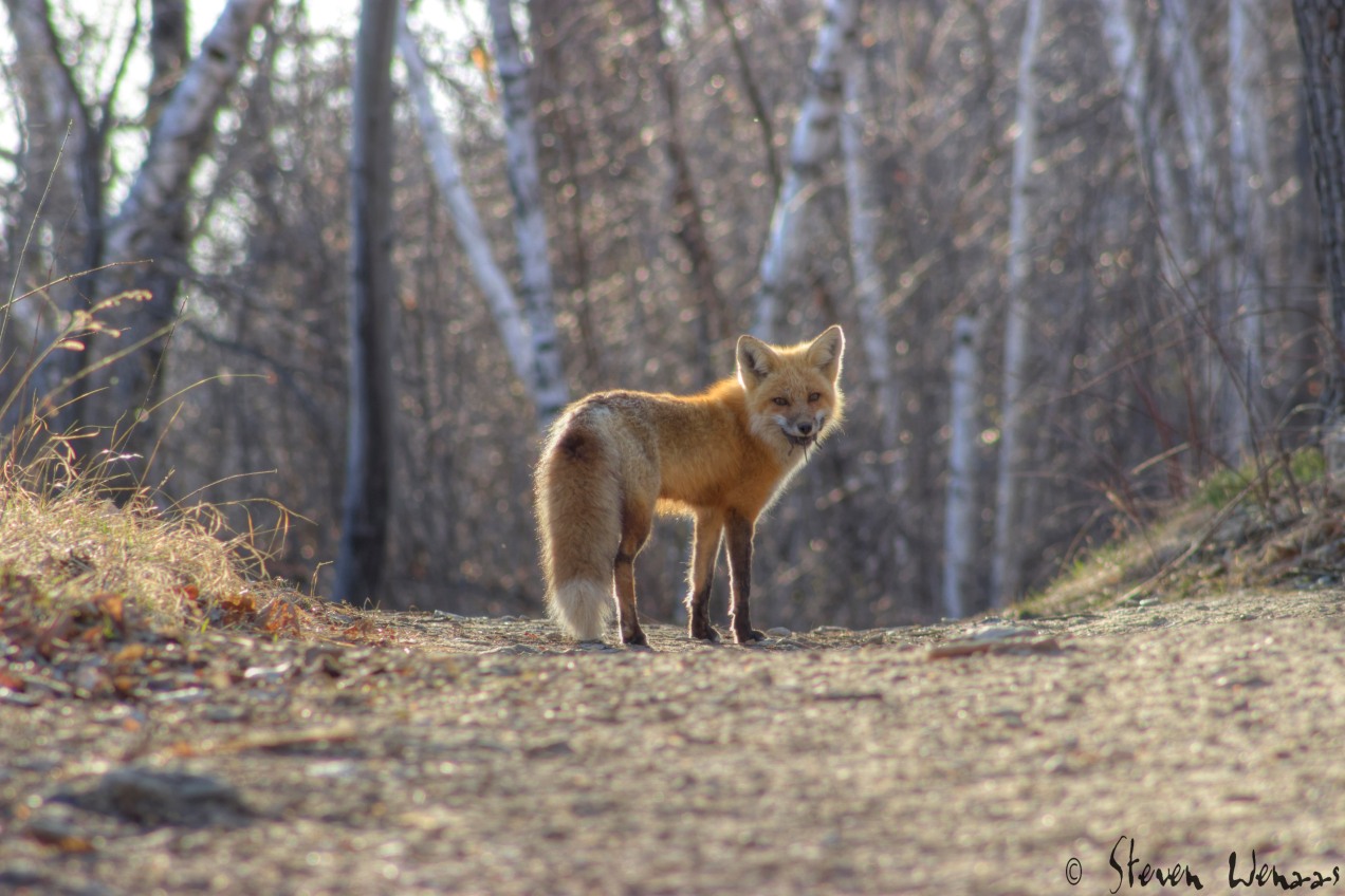 Return of Foxy